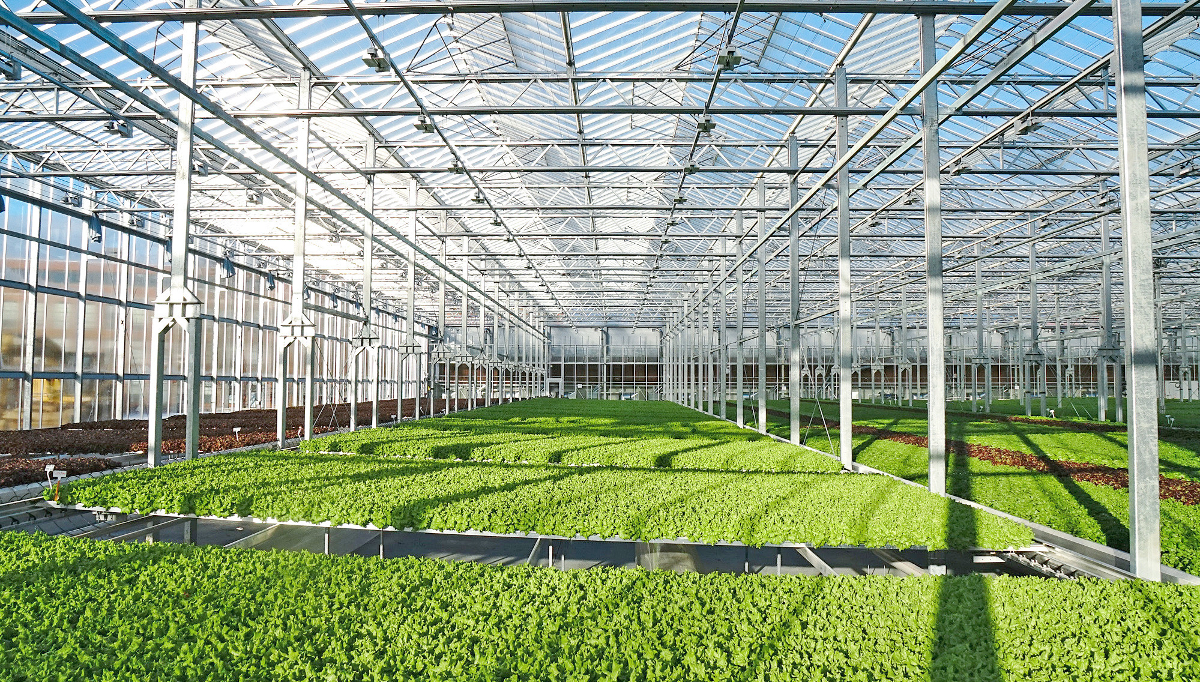 Objectives and advantages of greenhouse cultivation compared to other methods